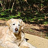 dog, golden_retriever, pet, canine, lying_down, outdoors, forest, woodland, sunlight, nature, fur, floppy_ears, brown_nose, animal_portrait, path, ground, greenery, trees, relaxed, companion