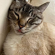 Warrior joined the competition — help win amazing prizes! cat, sleeping, tongue_out, close_up, feline, fur, whiskers, cute, pet, relaxed, cozy, indoor, resting, mammal, tabby, face, animal, soft, comfort, domestic