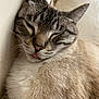 cat, sleeping, tongue_out, close_up, feline, fur, whiskers, cute, pet, relaxed, cozy, indoor, resting, mammal, tabby, face, animal, soft, comfort, domestic