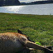 MorphÉe a rejoint le concours — aidez-le/la à gagner de superbes lots ! animal, ball, canine, countryside, dog, farm, field, grass, grassland, kangaroo, nature, outdoors, pasture, pet, plant, rural, sport, tennis, tennisball, water