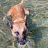 MorphÉe a rejoint le concours — aidez-le/la à gagner de superbes lots ! accessories, animal, ball, canine, dog, germanshepherd, hound, nature, outdoors, pet, pond, pool, pug, puppy, ripple, rock, sea, summer, terrier, water