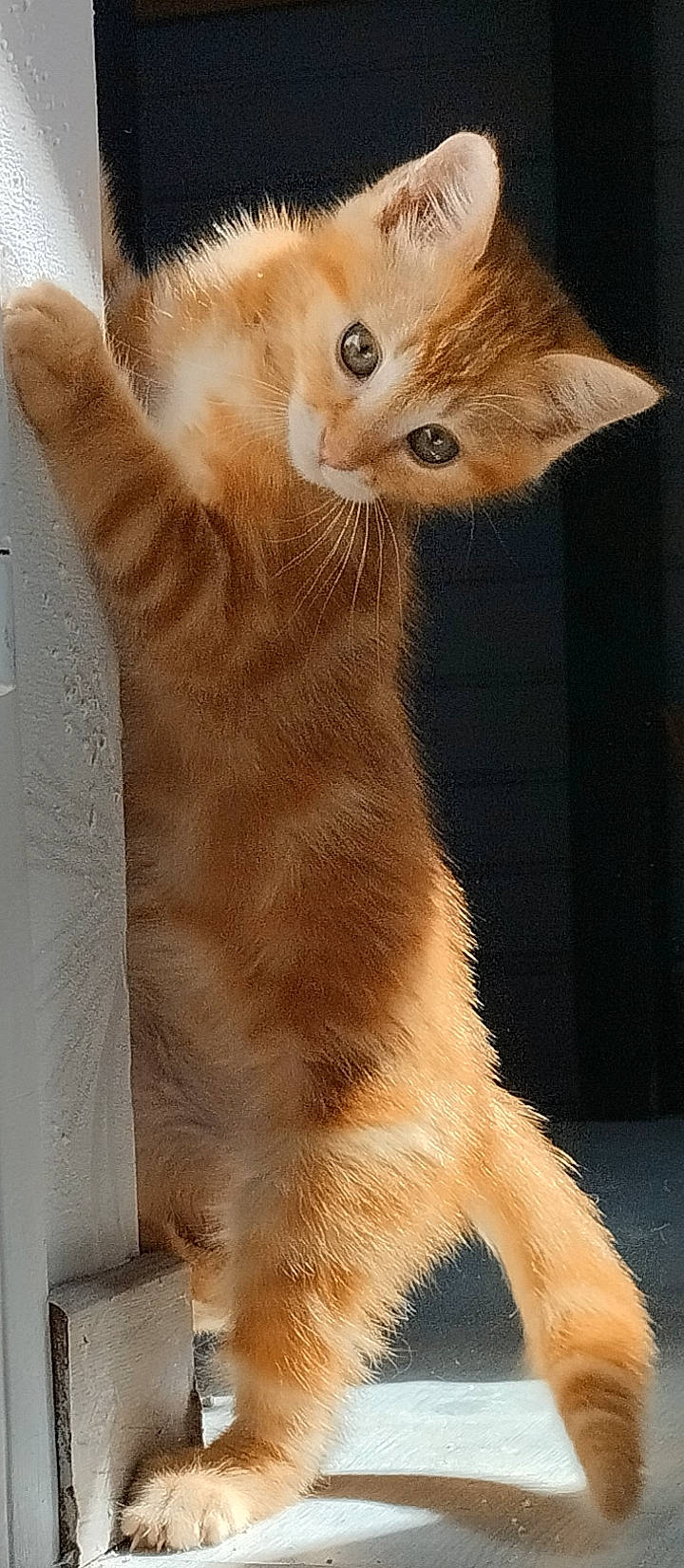 Bazil