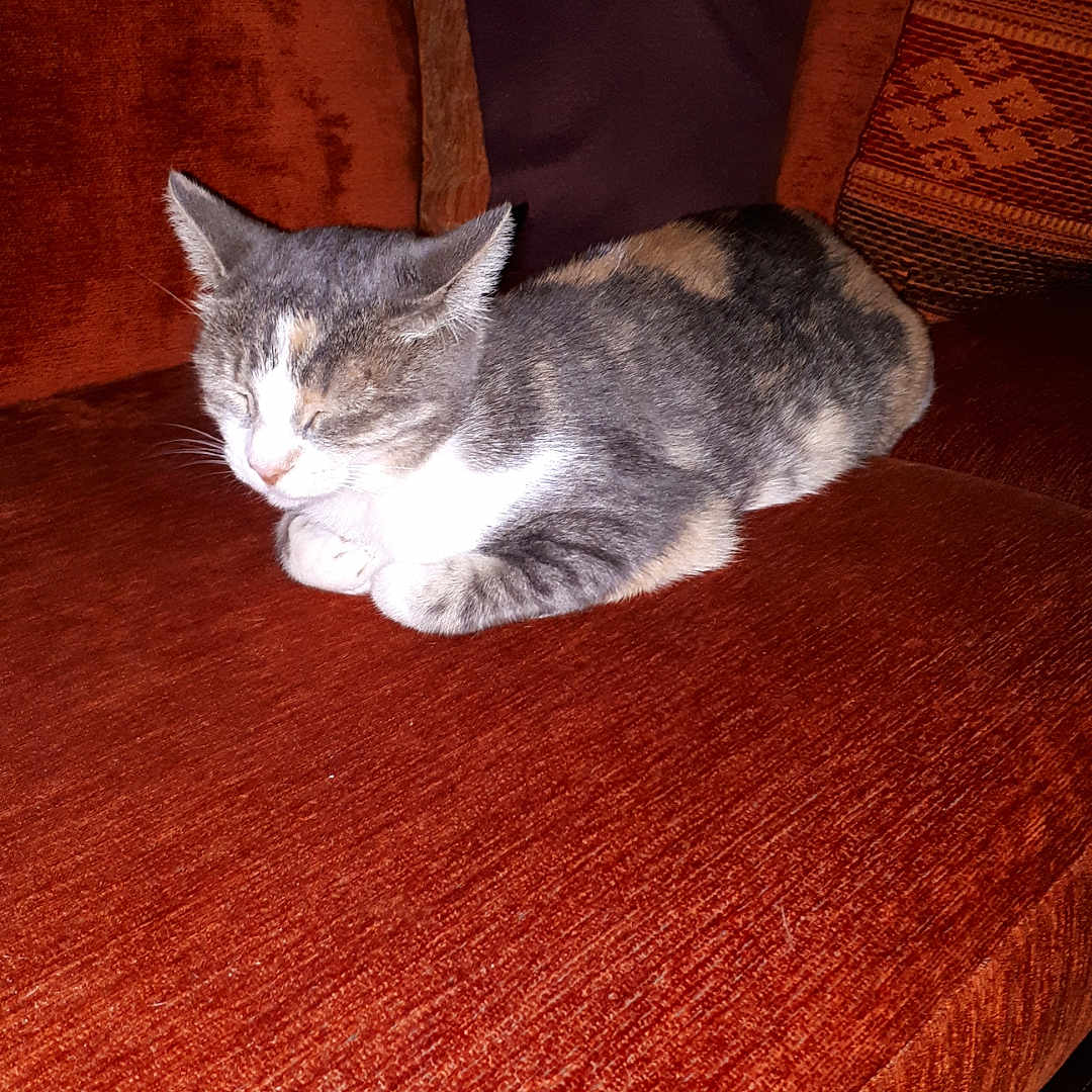 Chouchou participe au concours pour gagner de l'argent avec cette photo : abyssinian, animal, architecture, armchair, building, cat, chair, couch, cushion, furniture, hardwood, homedecor, indoors, interiordesign, livingroom, manx, pet, plywood, room, wood