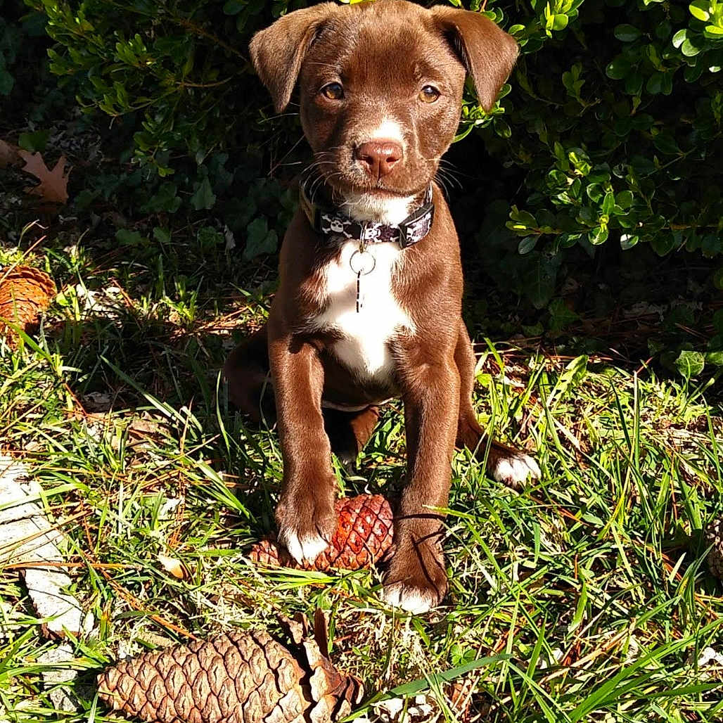 Twitch is registered to the contest to win money with this photo: animal, canine, dog, face, grass, head, herbal, herbs, land, leaf, nature, outdoors, person, pet, photography, plant, portrait, puppy, tree, vegetation