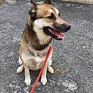 Onyx participe au concours pour gagner de l'argent avec cette photo : dog, canine, pet, leash, sitting, outdoor, gravel, fur, happy, tongue, ears, brown, white, black, side_view, building, door, concrete, wall, nature