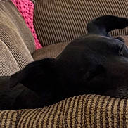 Penny is registered to the contest to win money with this photo: animal, armchair, black_dog, blanket, close_up, couch, cozy, dog, furniture, home, indoors, lying_down, nap, pet, pink_blanket, portrait, relaxed, sleeping, striped_fabric, tongue_out