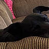 animal, armchair, black_dog, blanket, close_up, couch, cozy, dog, furniture, home, indoors, lying_down, nap, pet, pink_blanket, portrait, relaxed, sleeping, striped_fabric, tongue_out