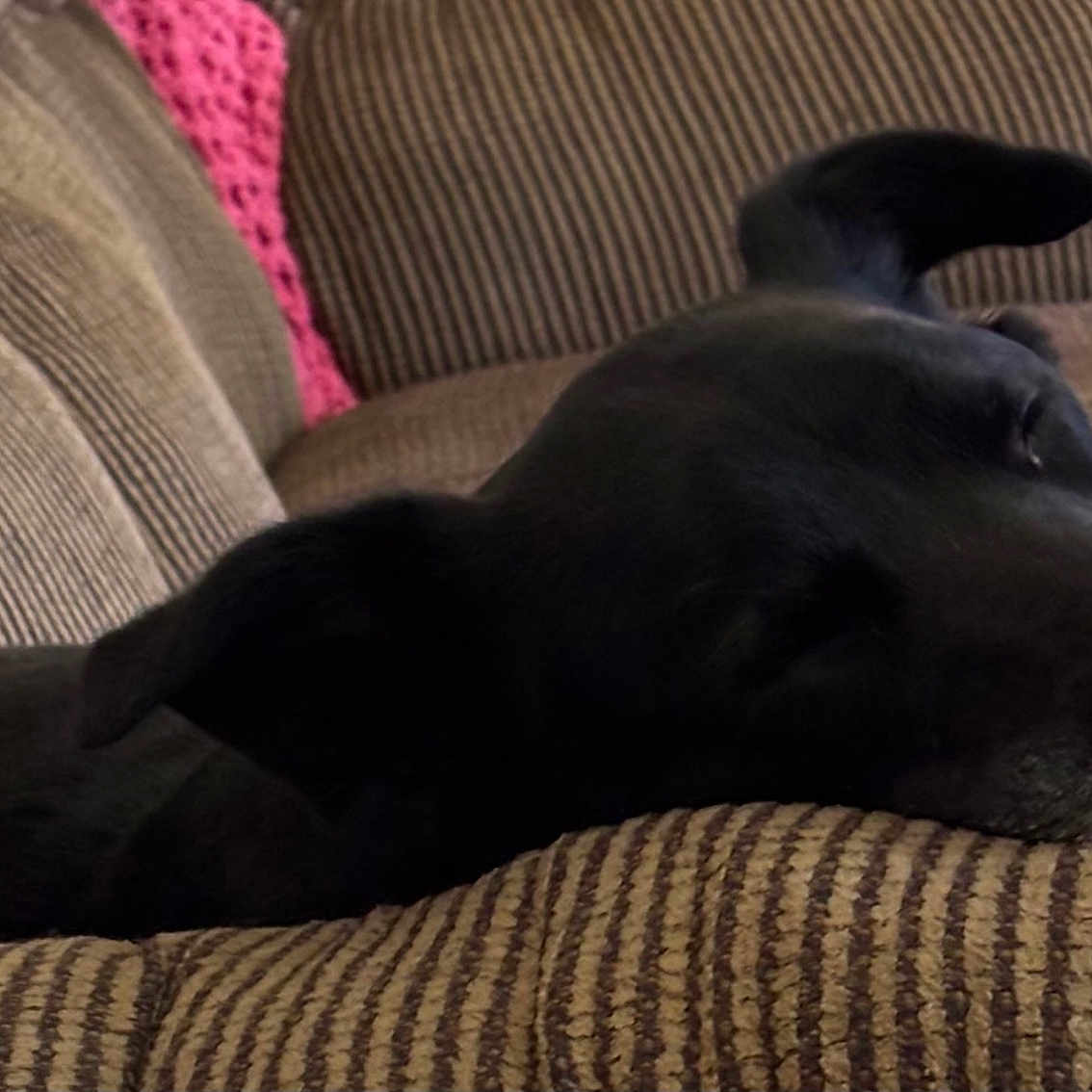 Penny
