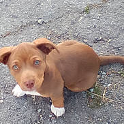 Buckshot is registered to the contest to win money with this photo: adorable, animal, asphalt, brown, curious, cute, dog, ears, fur, ground, looking_up, nature, outdoor, pet, puppy, sitting, small, tail, white_paws, young