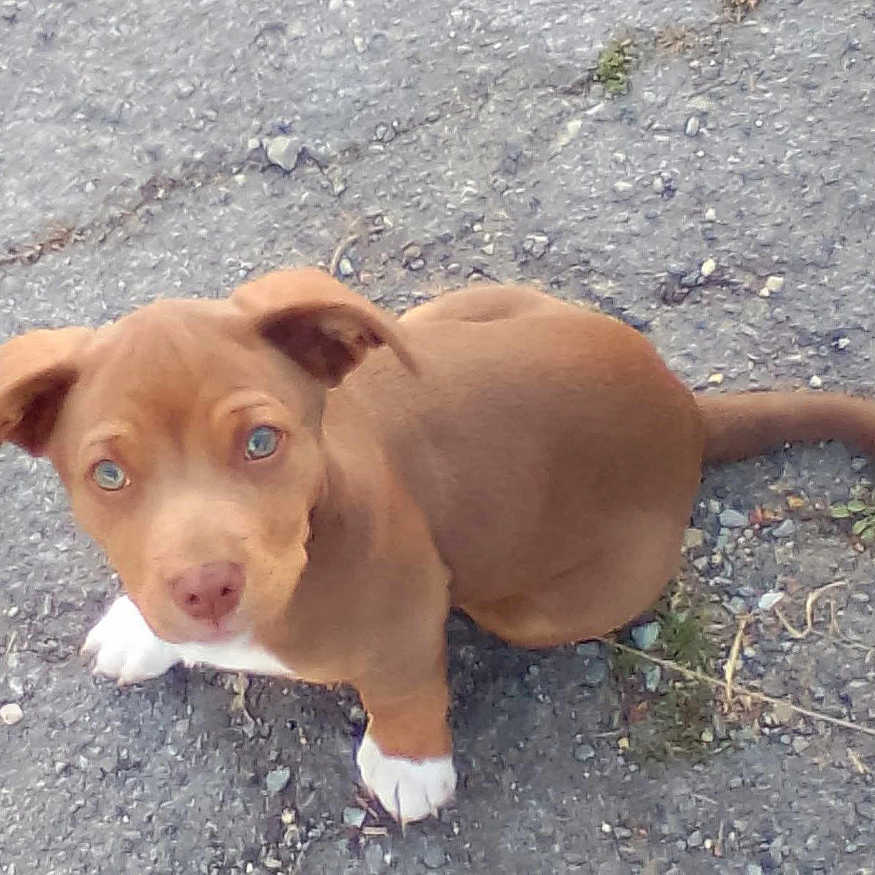 Buckshot