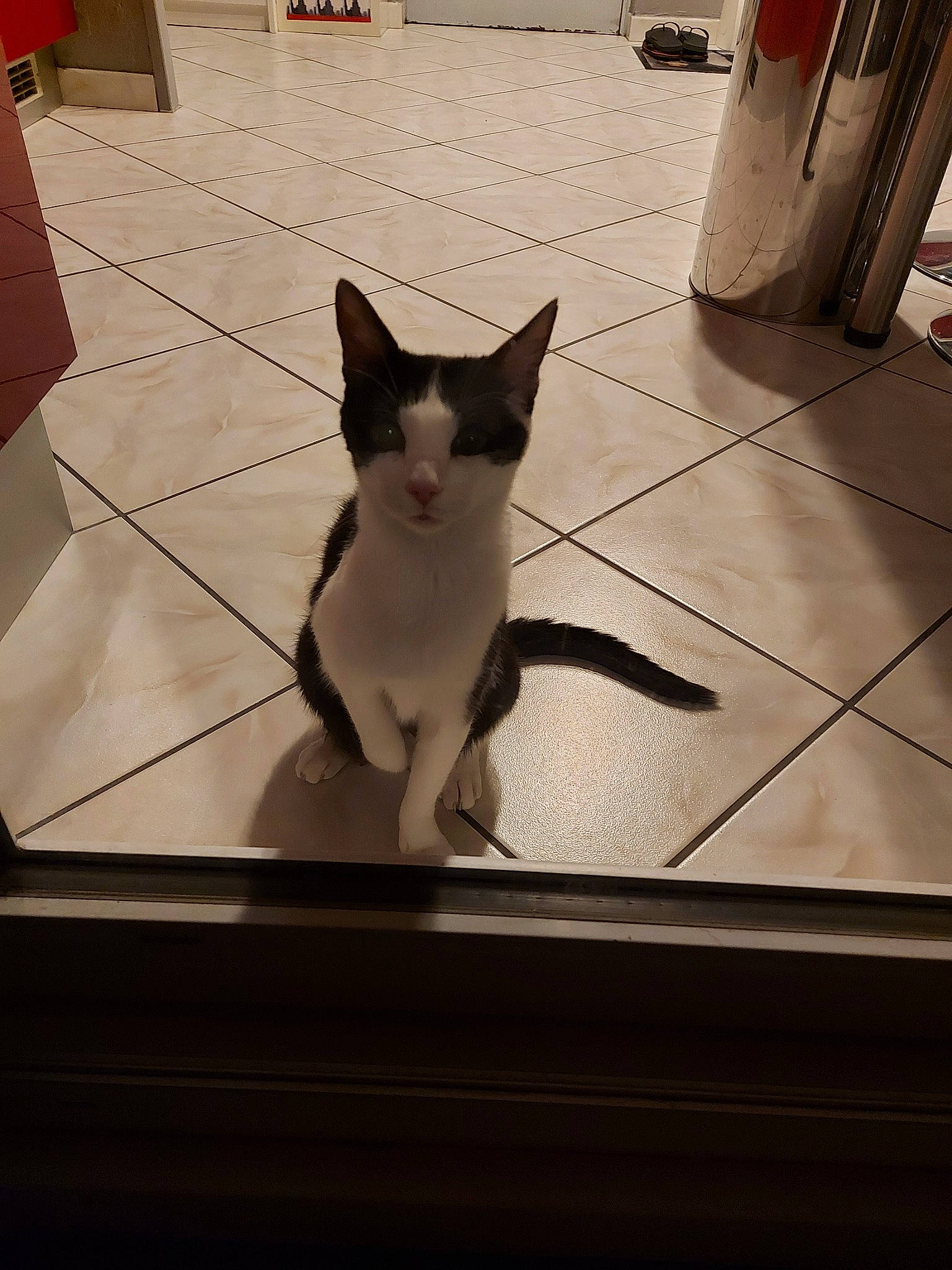 Jeep a rejoint le concours — aidez-le/la à gagner de superbes lots ! asian, carnivore, cat, domestic_short_haired_cat, ear, felidae, floor, flooring, kitten, small_to_medium_sized_cats, tail, whiskers