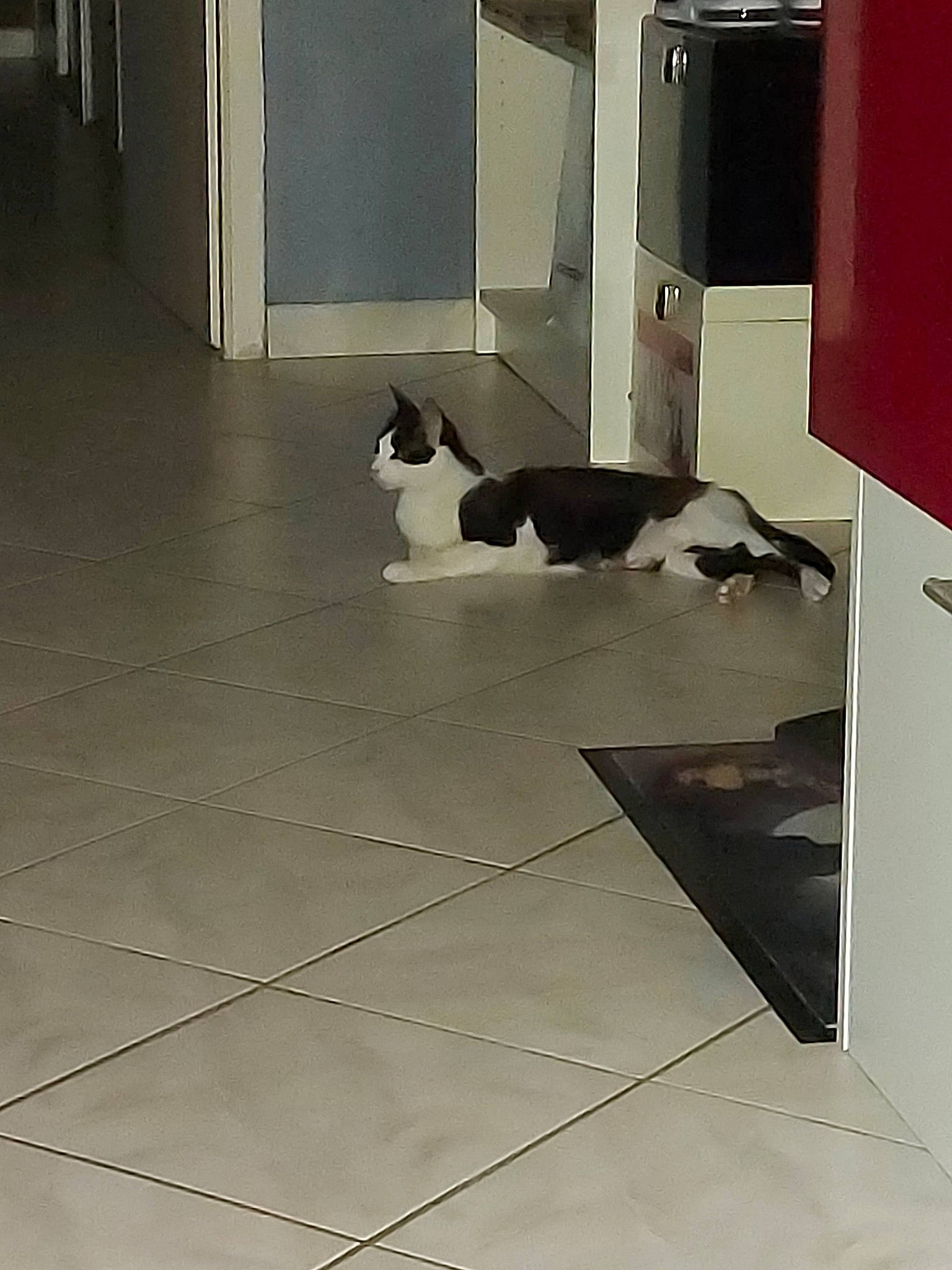 Jeep participe au concours pour gagner de l'argent avec cette photo : canidae, carnivore, cat, felidae, floor, flooring, hardwood, laminate_flooring, room, small_to_medium_sized_cats, tail, tile, whiskers