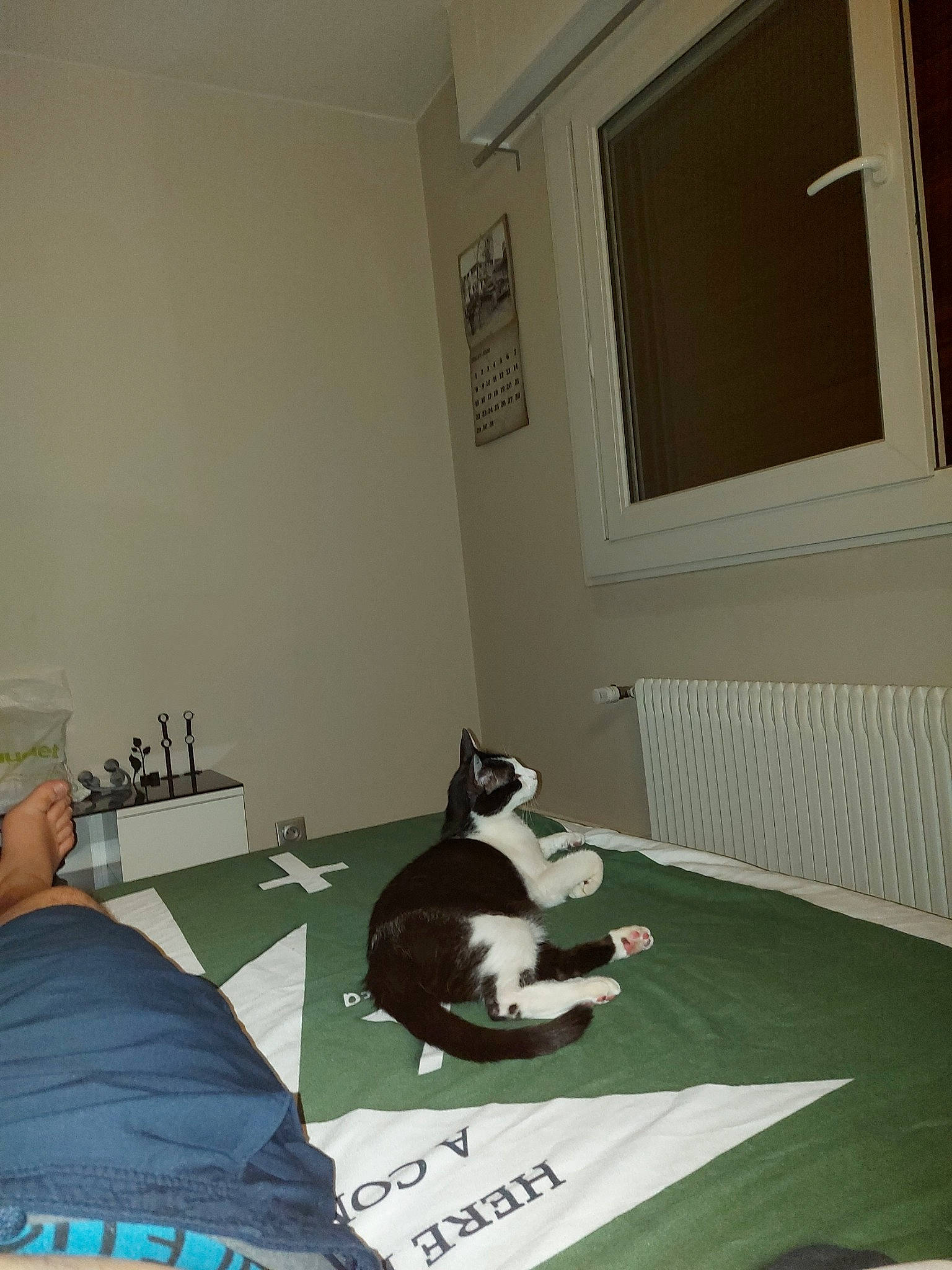 Jeep a rejoint le concours — aidez-le/la à gagner de superbes lots ! bed, boston_terrier, canidae, carnivore, cat, companion_dog, felidae, floor, furniture, house, non_sporting_group, room