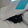 animal, bed, black_cat, blanket, blue, cat, cozy, curious, fur, hiding, home, indoor, light, peeking, pet, quiet, resting, soft, white, window