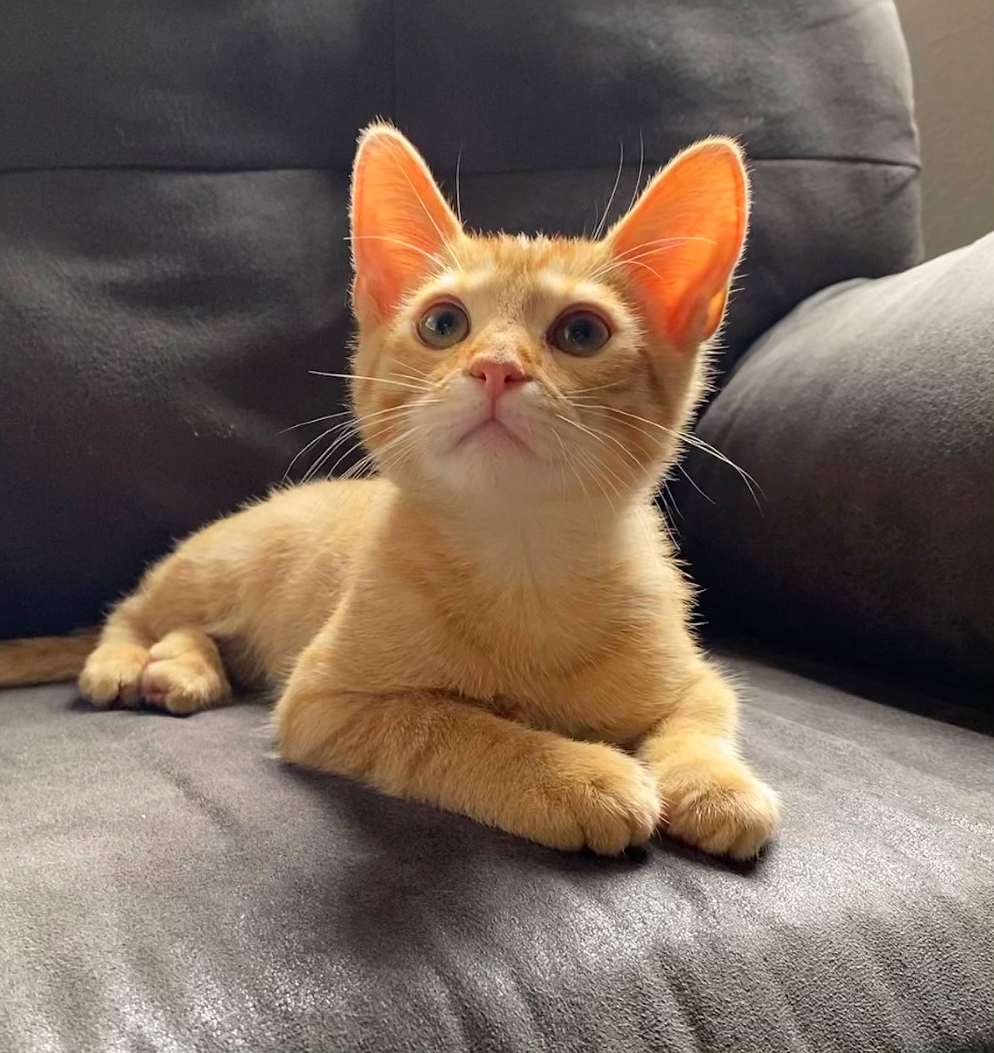 Luca is registered to the contest to win money with this photo: carnivore, cat, claw, comfort, domestic_short_haired_cat, eye, fawn, felidae, foot, fur, paw, small_to_medium_sized_cats, snout, tail, terrestrial_animal, whiskers