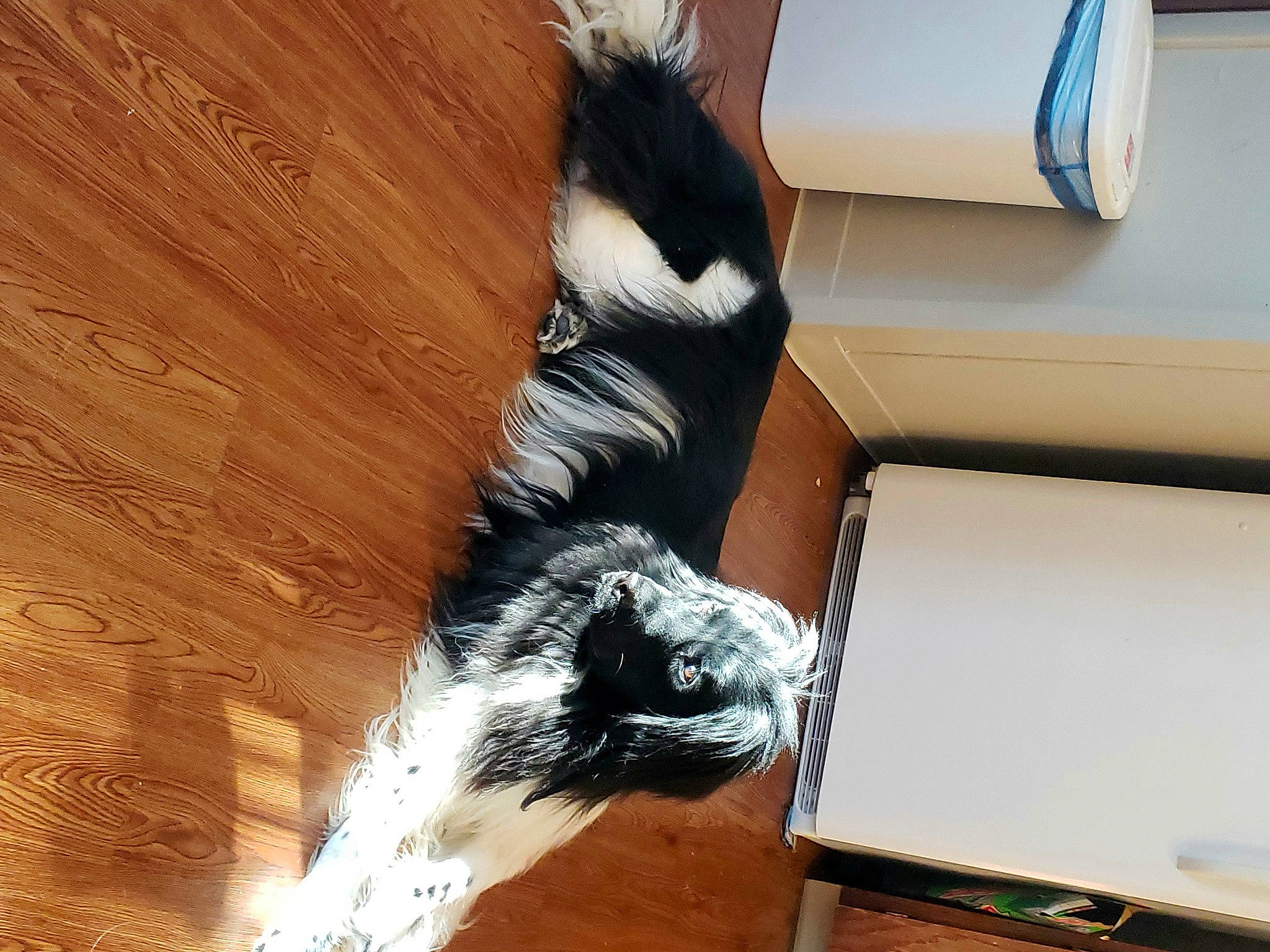 Harley is registered to the contest to win money with this photo: canidae, carnivore, claw, comfort, companion_dog, dog_breed, fawn, felidae, flooring, fur, hardwood, room, small_to_medium_sized_cats, snout, sporting_group, tail, terrestrial_animal, whiskers, wood, working_animal