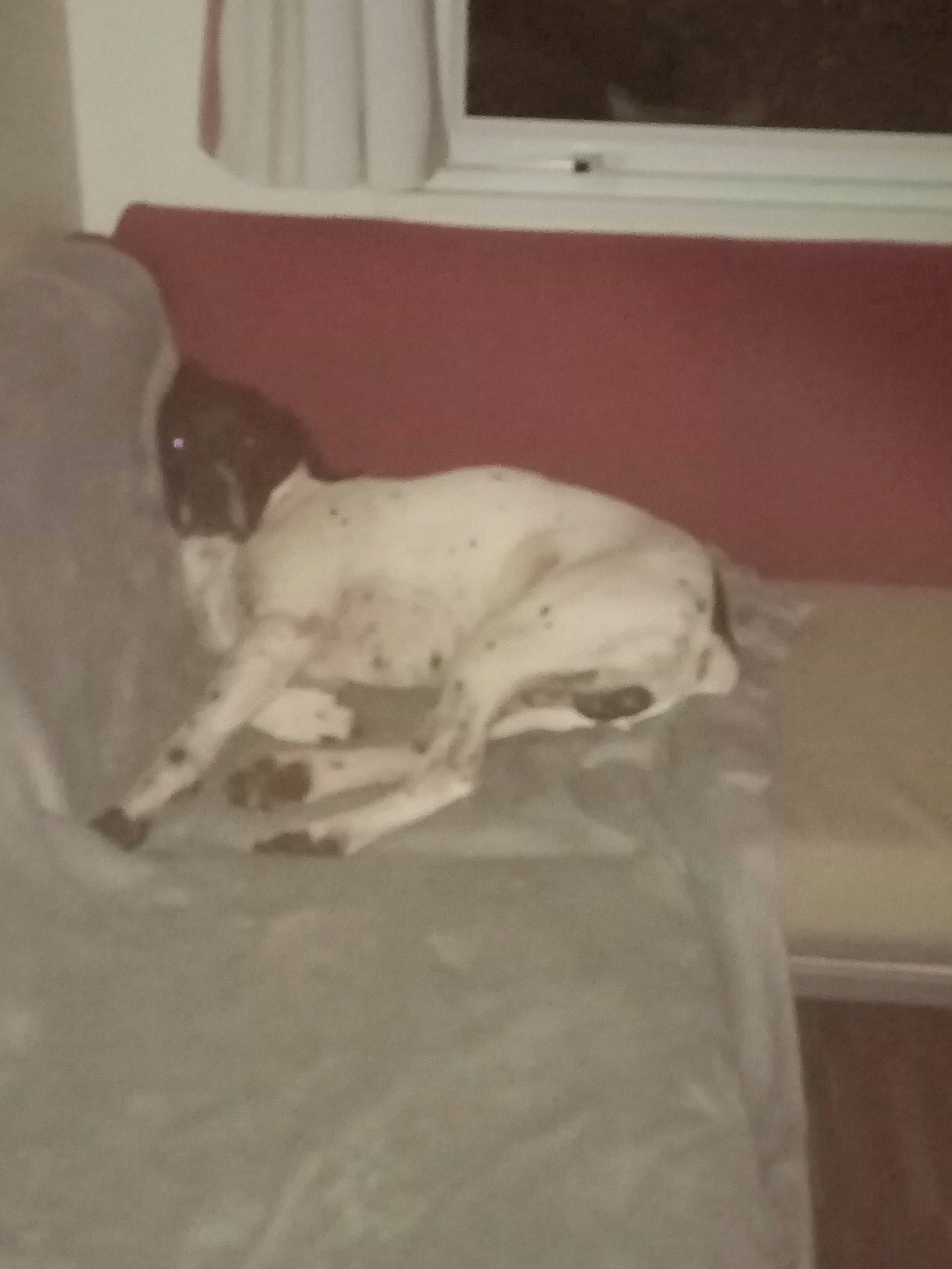 Tosca a rejoint le concours — aidez-le/la à gagner de superbes lots ! carnivore, comfort, companion_dog, dog, dog_breed, fawn, felidae, floor, flooring, fur, hardwood, linens, nap, room, small_to_medium_sized_cats, snout, tail, television, wood, working_animal