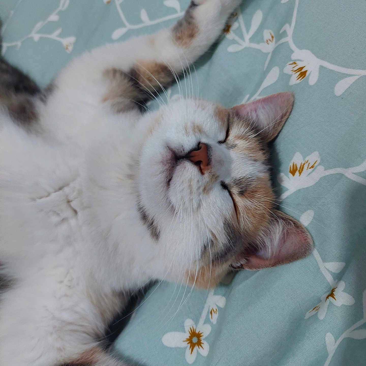 Tama a rejoint le concours — aidez-le/la à gagner de superbes lots ! animal, bed, blanket, calm, cat, closed_eyes, comfort, cozy, cute, ears, feline, fluffy, indoor, pet, relaxed, resting, sleeping, soft, stretching, whiskers