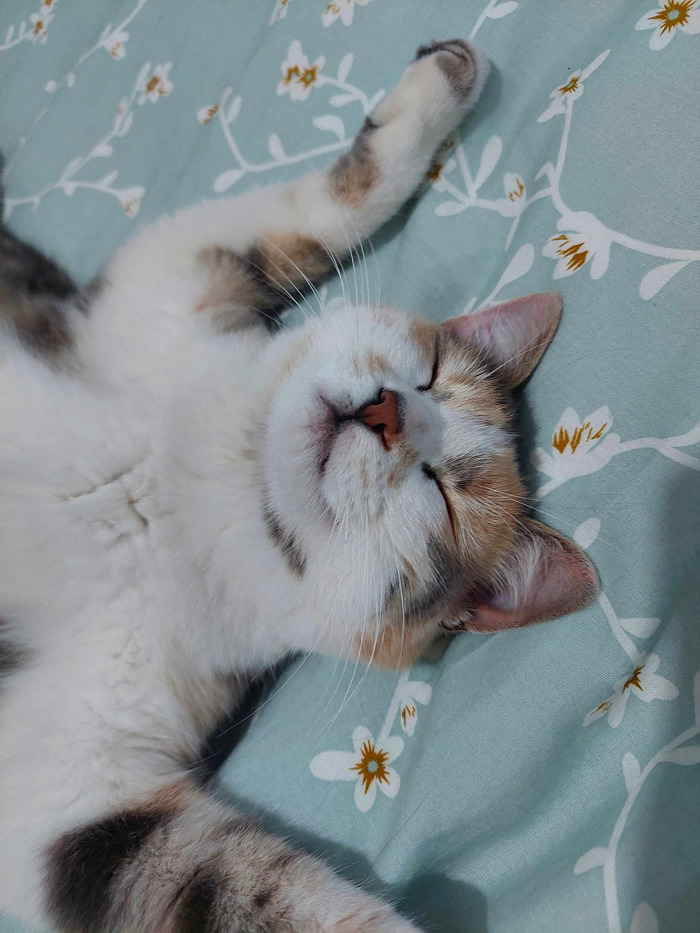 Tama a rejoint le concours — aidez-le/la à gagner de superbes lots ! cat, sleeping, resting, feline, pet, bed, blanket, fluffy, whiskers, ears, closed_eyes, cute, relaxed, indoor, animal, soft, comfort, stretching, calm, cozy