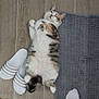 cat, floor, slippers, rug, white_sock, person, paw, fur, wooden_floor, striped_slippers, calico_cat, relaxed, indoor, home, pet, lying_down, cozy, floor_tile, domestic, curled_tail