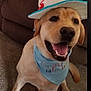 dog, labrador_retriever, pet, birthday_hat, bandana, happy, tongue_out, smile, sitting, paw, fur, indoor, couch, carpet, portrait, close_up, muzzle, teeth, accessory, celebration