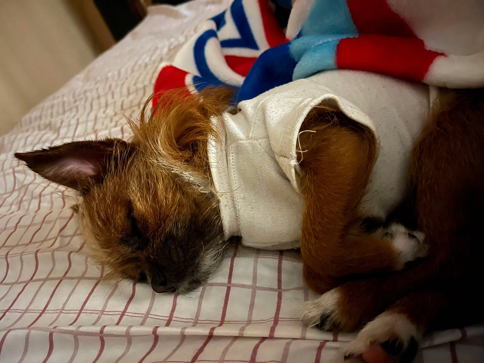 Pow Wow is registered to the contest to win money with this photo: canidae, carmine, carnivore, cat, claw, comfort, fawn, felidae, flooring, fur, human_leg, linens, nap, paw, small_to_medium_sized_cats, sporting_group, tail, whiskers, wood, wool