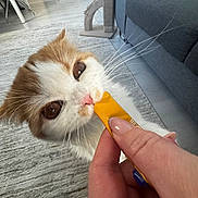 Mango is registered to the contest to win money with this photo: cat, pet, hand, snack, indoor, living_room, curious, feline, fur, whiskers, couch, carpet, scratching_post, floor, human, nail, close_up, brown_eyes, pink_nose, domestic_animal