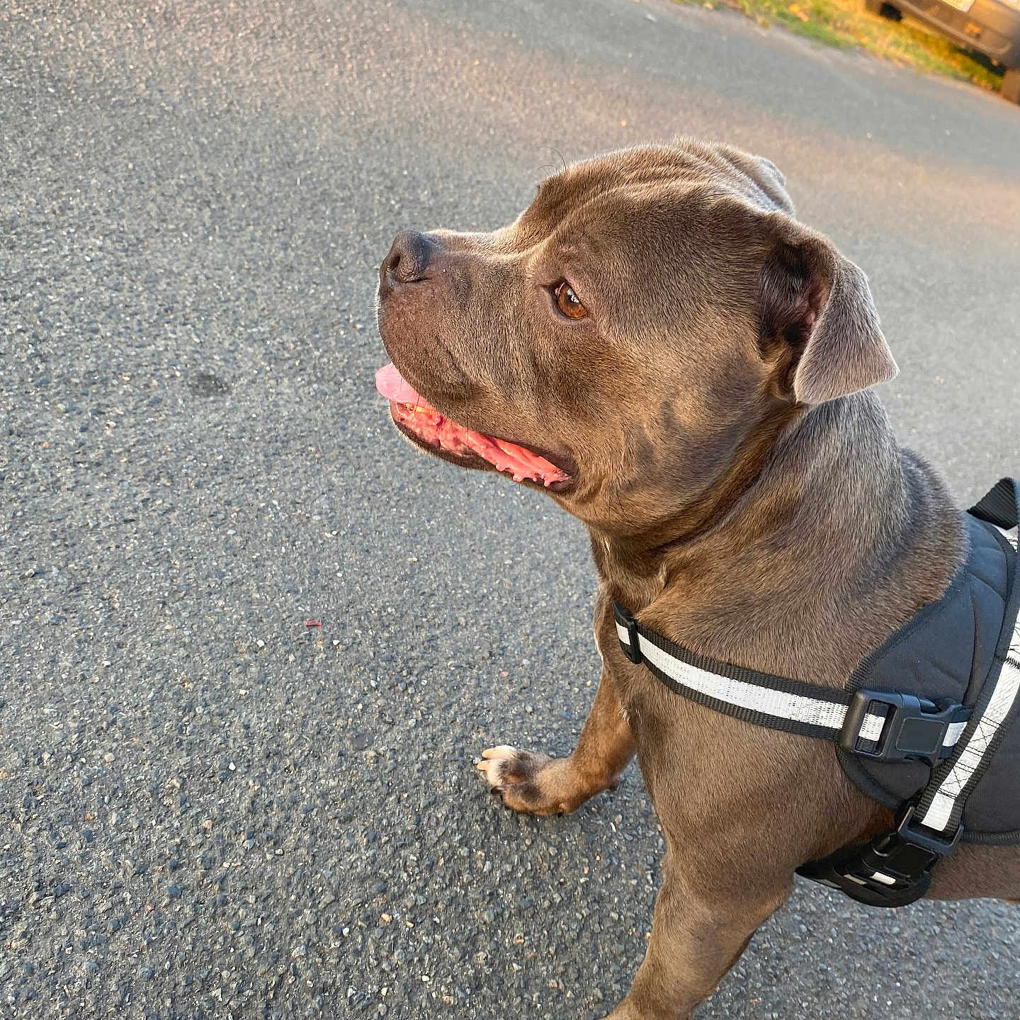 Ryder a rejoint le concours — aidez-le/la à gagner de superbes lots ! animal, brown_dog, canine, daytime, dog, ears, grass, harness, leash, mammal, outdoor, parked_car, pavement, paw, pet, road, side_view, sunlight, tongue_out, walking