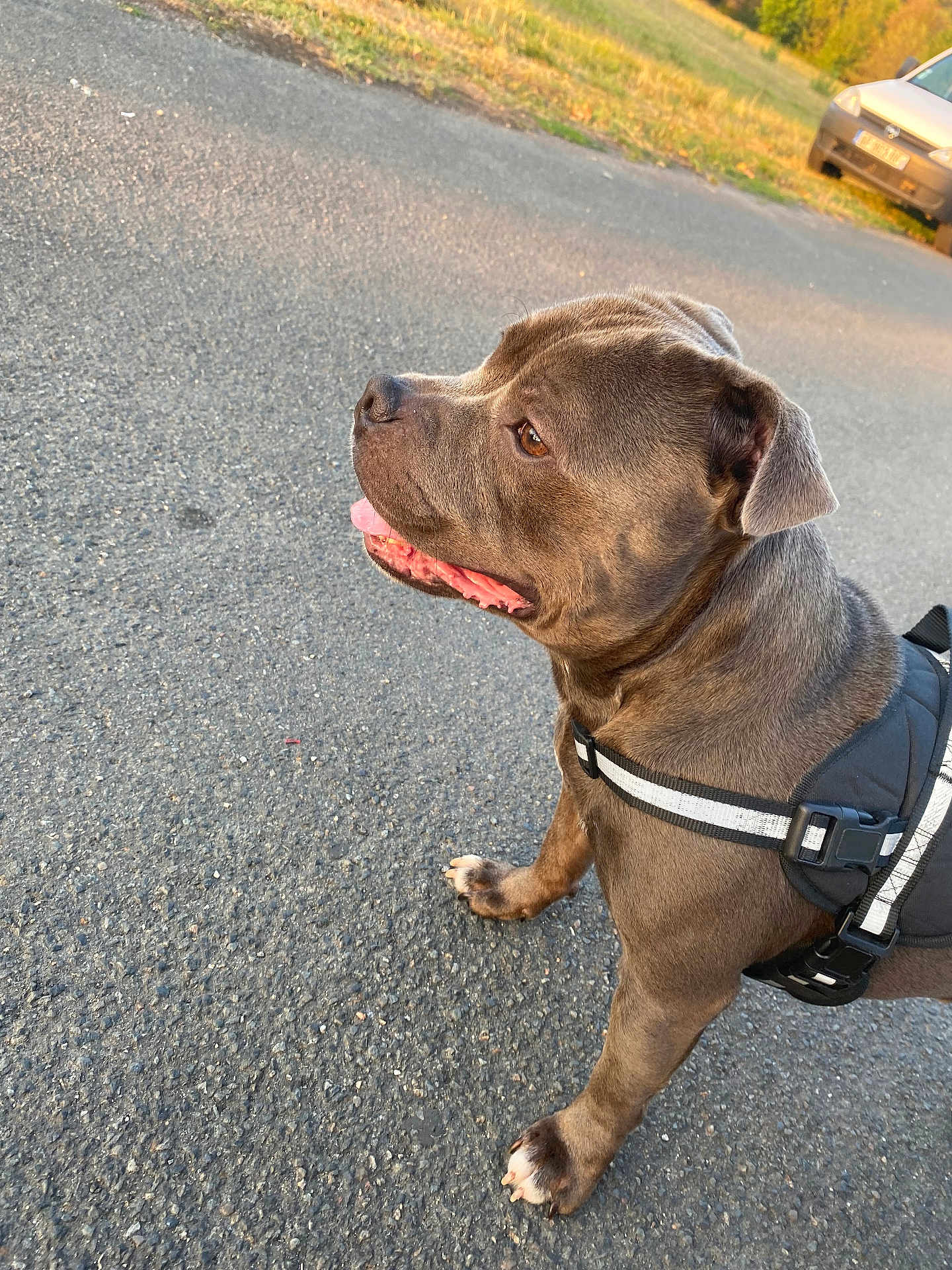 Ryder a rejoint le concours — aidez-le/la à gagner de superbes lots ! dog, brown_dog, pet, canine, harness, pavement, road, outdoor, grass, parked_car, sunlight, daytime, animal, mammal, walking, side_view, tongue_out, ears, paw, leash