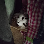 Mélusine participe au concours pour gagner de l'argent avec cette photo : animal, blanket, cat, checkered, comfort, cozy, curious, cute, dim_light, fabric, face, feline, hidden, indoor, nest, pattern, pet, resting, soft, whiskers