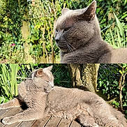 Eric Verhulst participe au concours pour gagner de l'argent avec cette photo : animal, cat, daylight, feline, fur, garden, gray_cat, greenery, leisure, mammal, nature, outdoor, peaceful, pet, relaxed, resting, sunlight, tree, whiskers, wooden_deck