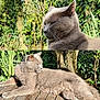 animal, cat, daylight, feline, fur, garden, gray_cat, greenery, leisure, mammal, nature, outdoor, peaceful, pet, relaxed, resting, sunlight, tree, whiskers, wooden_deck