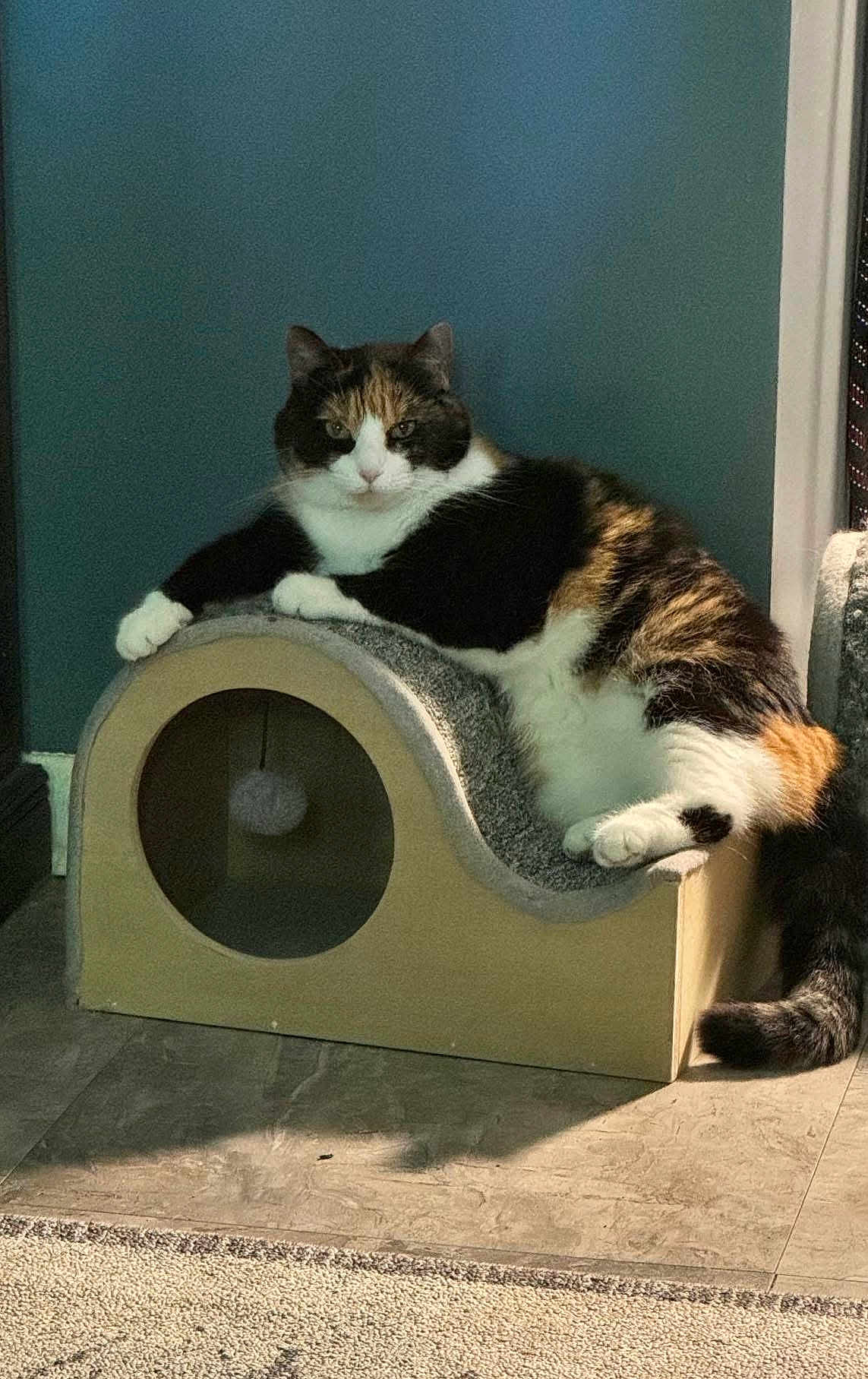 Cleopatra joined the competition — help win amazing prizes! cat, calico_cat, pet, animal, indoor, furniture, cat_scratch, relaxing, floor, carpet, shadow, toy, play, cozy, resting, fur, whiskers, paws, tail, household