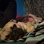 Georgie is registered to the contest to win money with this photo: dog, pug, sleeping, blanket, zebra_print, bedroom, person, fabric, resting, indoor, cozy, animal, cute, pet, furry, relaxation, comfort, soft, lying_down, casual