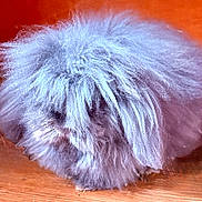 Peanut joined the competition — help win amazing prizes! cat, fluffy, long_hair, fur, feline, pet, persian_cat, black_fur, close_up, indoor, wooden_floor, muzzle, whiskers, cute, curled, soft_texture, hairy, pet_photography, fluff_ball, portrait