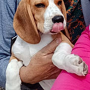 Violette a rejoint le concours — aidez-le/la à gagner de superbes lots ! animal, beagle, closeup, clothing, colorful, cute, dog, ears, fur, hand, holding, outdoor, paw, person, pet, playful, portrait, puppy, snuggle, tongue_out