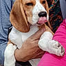 animal, beagle, closeup, clothing, colorful, cute, dog, ears, fur, hand, holding, outdoor, paw, person, pet, playful, portrait, puppy, snuggle, tongue_out