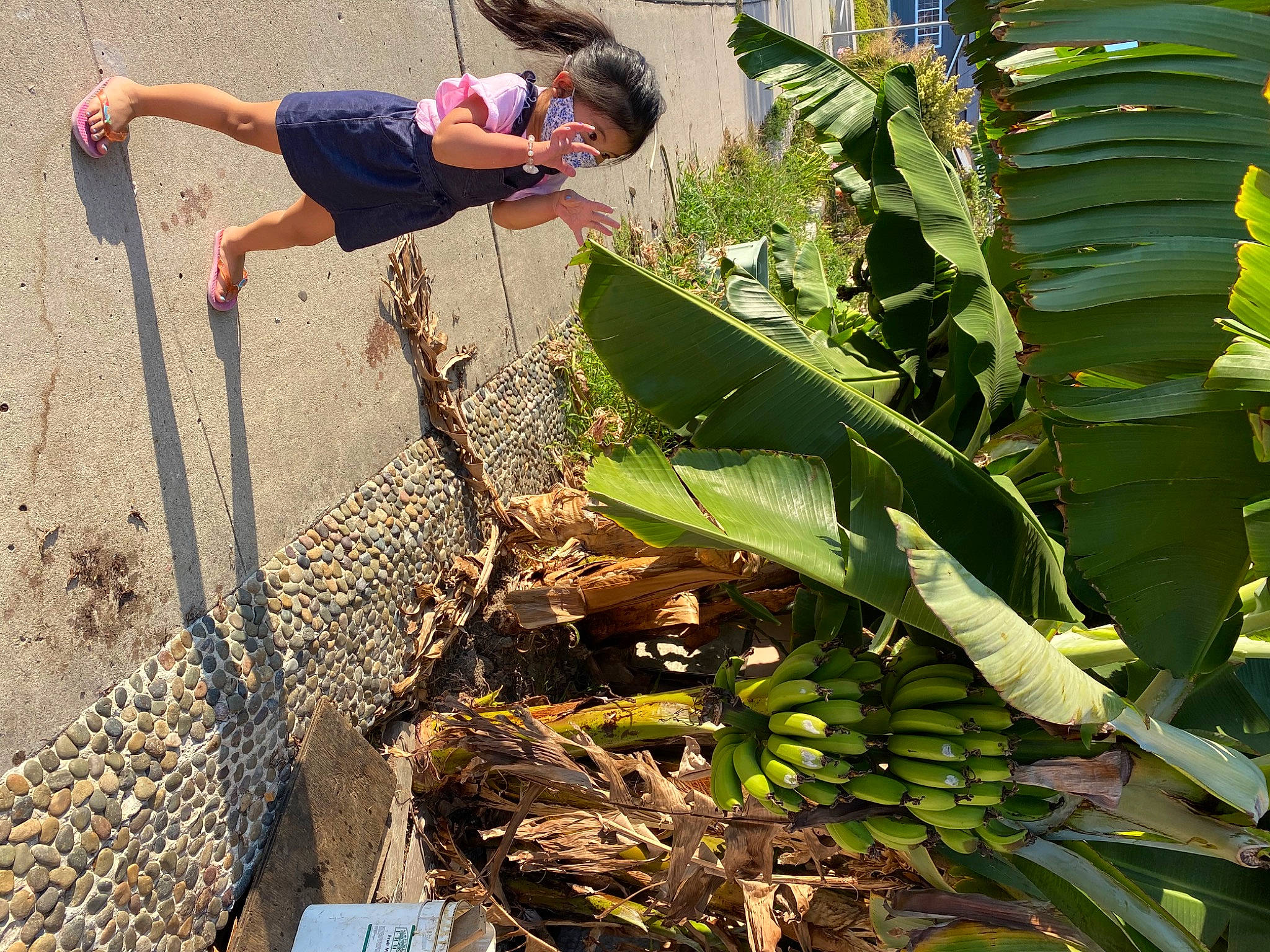 Phillana joined the competition — help win amazing prizes! adaptation, banana, banana_family, botany, ensete, flower, flowering_plant, matoke, perennial_plant, person, plant