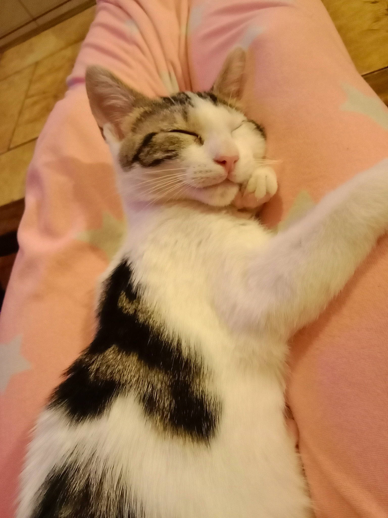 Luna participe au concours pour gagner de l'argent avec cette photo : carnivore, cat, claw, comfort, domestic_short_haired_cat, eye, felidae, foot, fur, human_leg, mammal, paw, plant, sitting, small_to_medium_sized_cats, snout, tail, vertebrate, whiskers