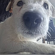 Geek participe au concours pour gagner de l'argent avec cette photo : dog, canine, nose, close_up, portrait, indoor, floor, paw, whiskers, fur, curious, muzzle, looking_at_camera, pet, domestic_animal, eyes, chair, person_partial, table, lamp