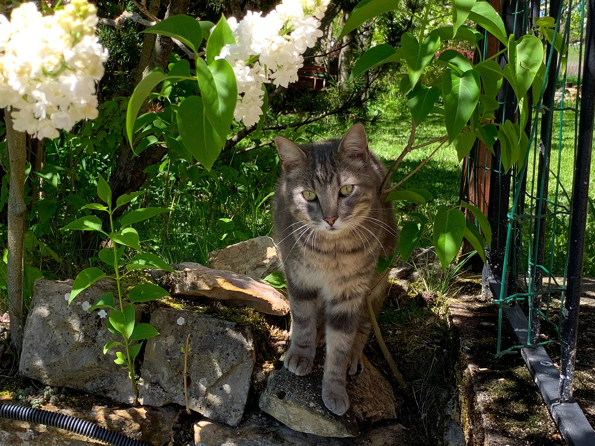 Locky a rejoint le concours — aidez-le/la à gagner de superbes lots ! carnivore, cat, domestic_short_haired_cat, fawn, felidae, flower, garden, grass, groundcover, petal, plant, rose_family, rose_order, shrub, small_to_medium_sized_cats, soil, tail, terrestrial_animal, whiskers, woody_plant