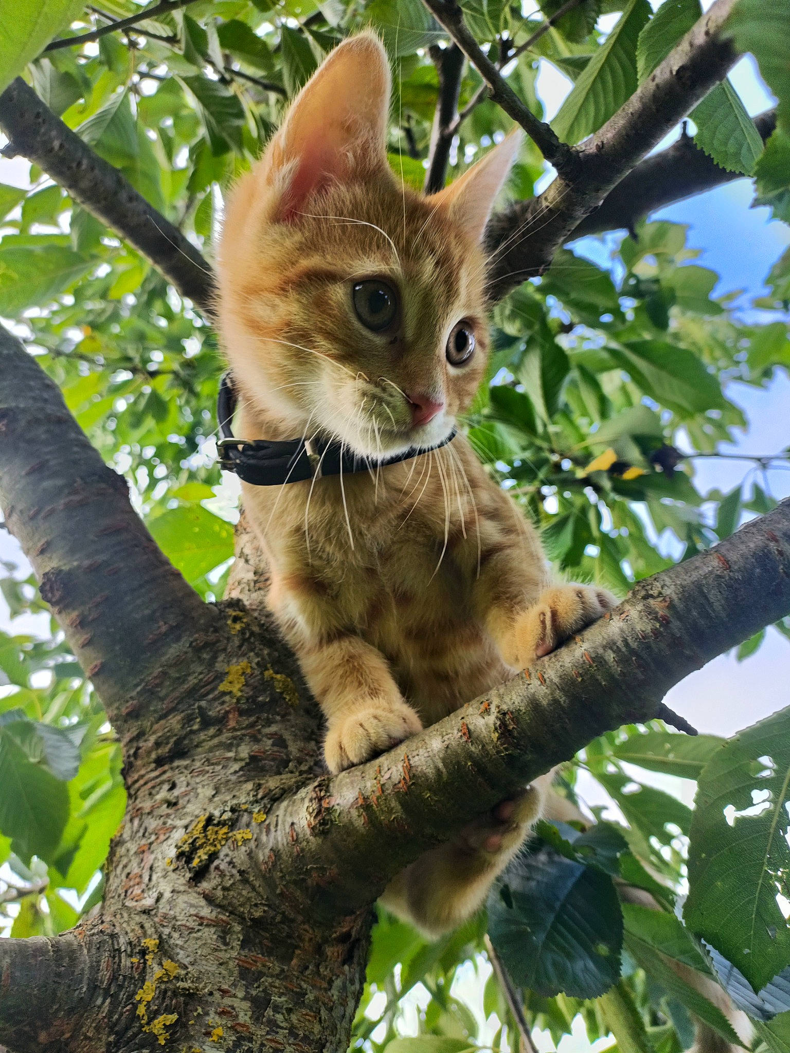 Usky a rejoint le concours — aidez-le/la à gagner de superbes lots ! botany, branch, carnivore, cat, domestic_short_haired_cat, fawn, felidae, fur, plant_stem, small_to_medium_sized_cats, snout, tail, terrestrial_animal, terrestrial_plant, tree, trunk, twig, whiskers, wildlife, woody_plant