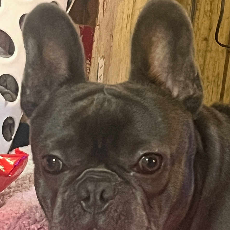 Dior joined the competition — help win amazing prizes! animal, black_dog, blanket, calm, close_up, companion, cozy, curious, dog, ears, face, french_bulldog, fur, indoor, laundry_basket, laying_down, nose, pet, soft_texture, wooden_wall