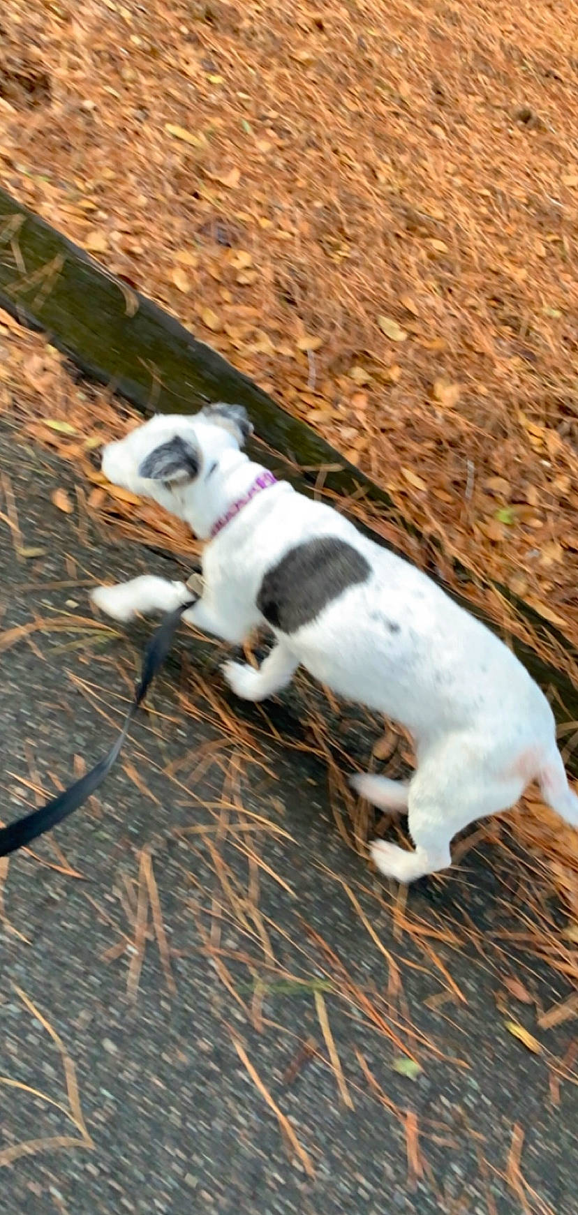 Lulu joined the competition — help win amazing prizes! american_bulldog, australian_bulldog, canidae, carnivore, catahoula_bulldog, dog, dog_breed, dogo_guatemalteco, fawn, mammal, non_sporting_group, puppy, sporting_group, treeing_feist, valley_bulldog, vertebrate