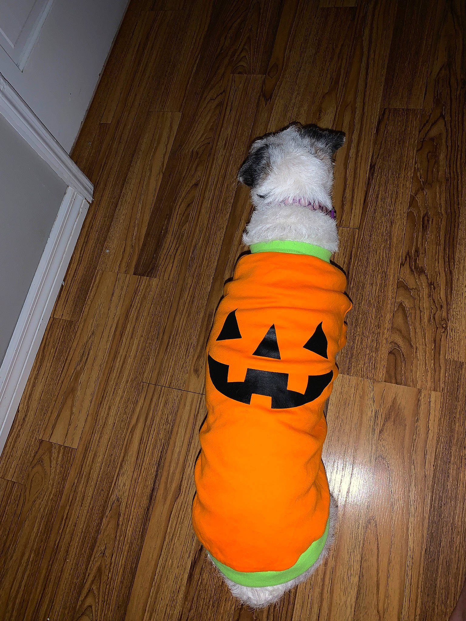 Lulu joined the competition — help win amazing prizes! canidae, dog_clothes, floor, flooring, hardwood, shoe, sock, sporting_group, tail