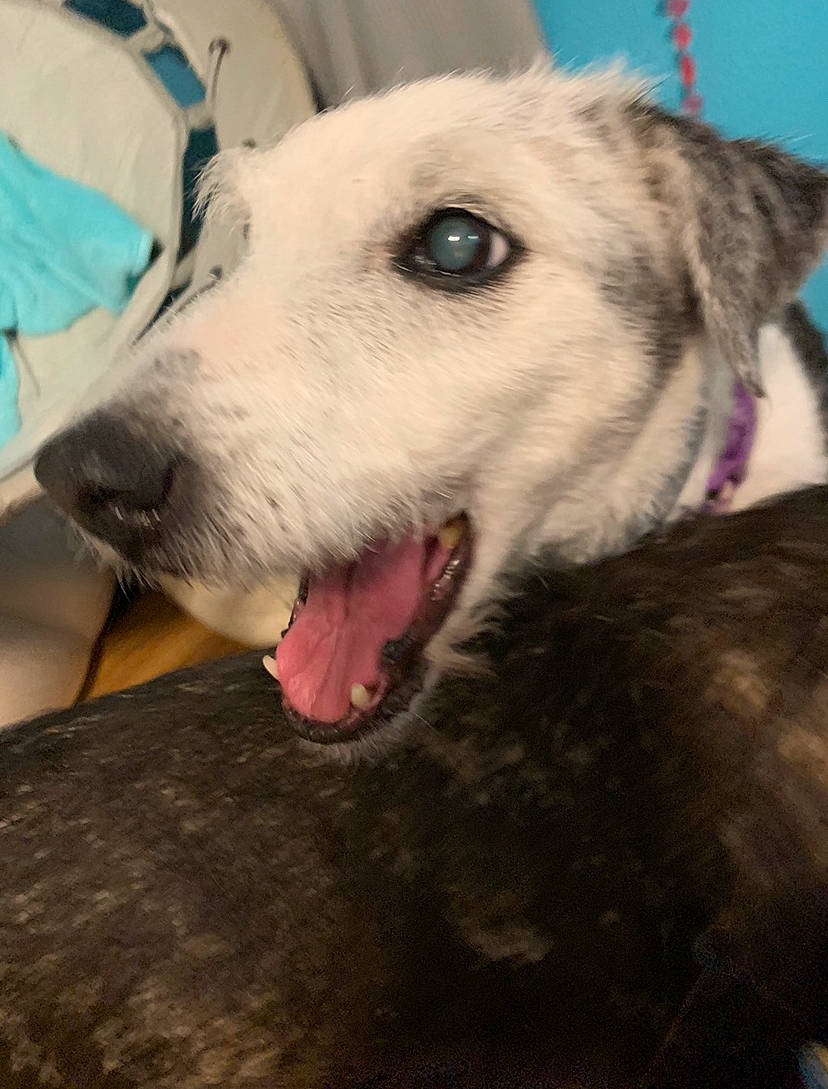 Lulu is registered to the contest to win money with this photo: canidae, carnivore, dog, dog_breed, jaw, lurcher, mammal, nose, rare_breed_dog, snout, street_dog, vertebrate, whiskers