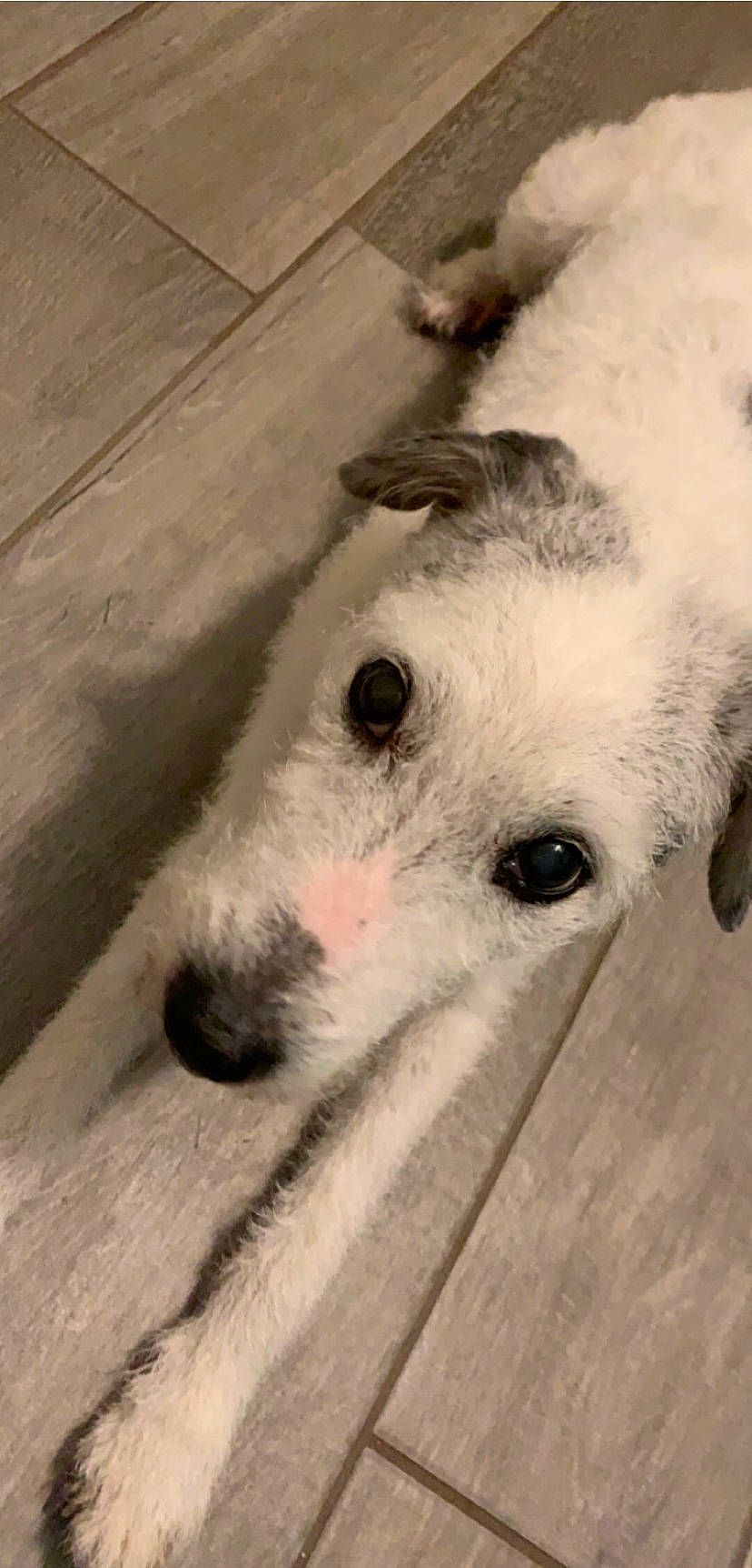 Lulu is registered to the contest to win money with this photo: canidae, carnivore, companion_dog, dog, dog_breed, fox_terrier, mammal, rare_breed_dog, snout, terrier, vertebrate, wire_hair_fox_terrier