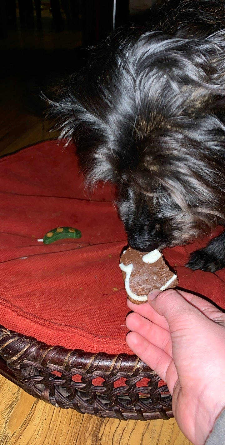 Dexter is registered to the contest to win money with this photo: affenpinscher, cairn_terrier, canidae, carnivore, companion_dog, dog, dog_breed, fur, lhasa_apso, non_sporting_group, puppy, schnoodle, shih_tzu, toy_dog