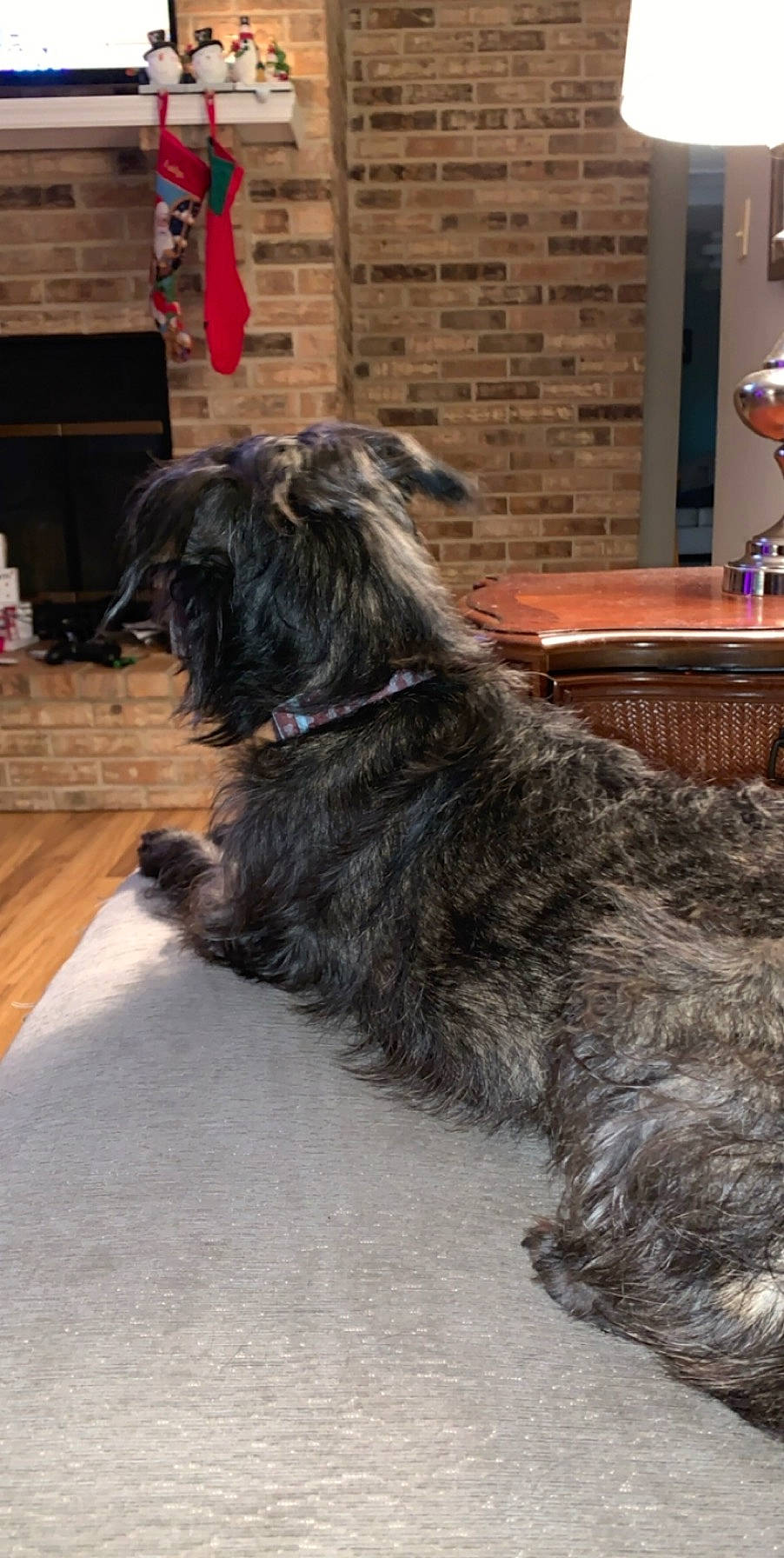 Dexter is registered to the contest to win money with this photo: bolonka, cairn_terrier, canidae, carnivore, catalan_sheepdog, cesky_terrier, dog, dog_breed, glen_of_imaal_terrier, mammal, miniature_schnauzer, pyrenean_shepherd, rare_breed_dog, schnauzer, schnoodle, scottish_terrier, small_terrier, sporting_group, terrier, vertebrate