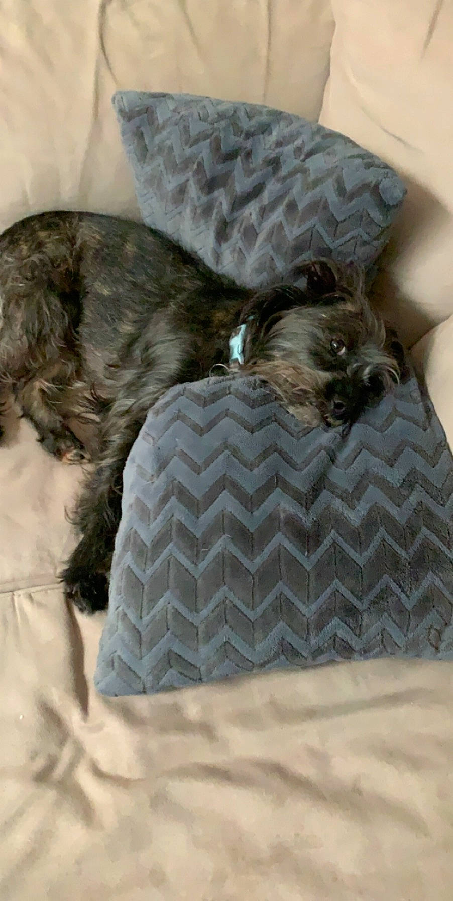 Dexter joined the competition — help win amazing prizes! bolonka, canidae, carnivore, dog, dog_bed, dog_breed, miniature_schnauzer, nap, puppy, schnauzer, sporting_group, standard_schnauzer, terrier